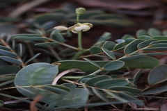Senna italica